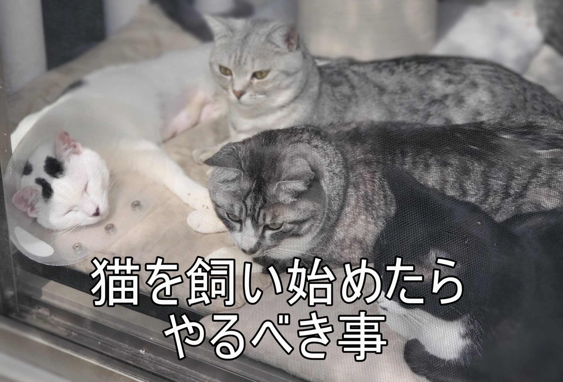 「猫を飼い始めたらやるべき事」のアイキャッチ画像