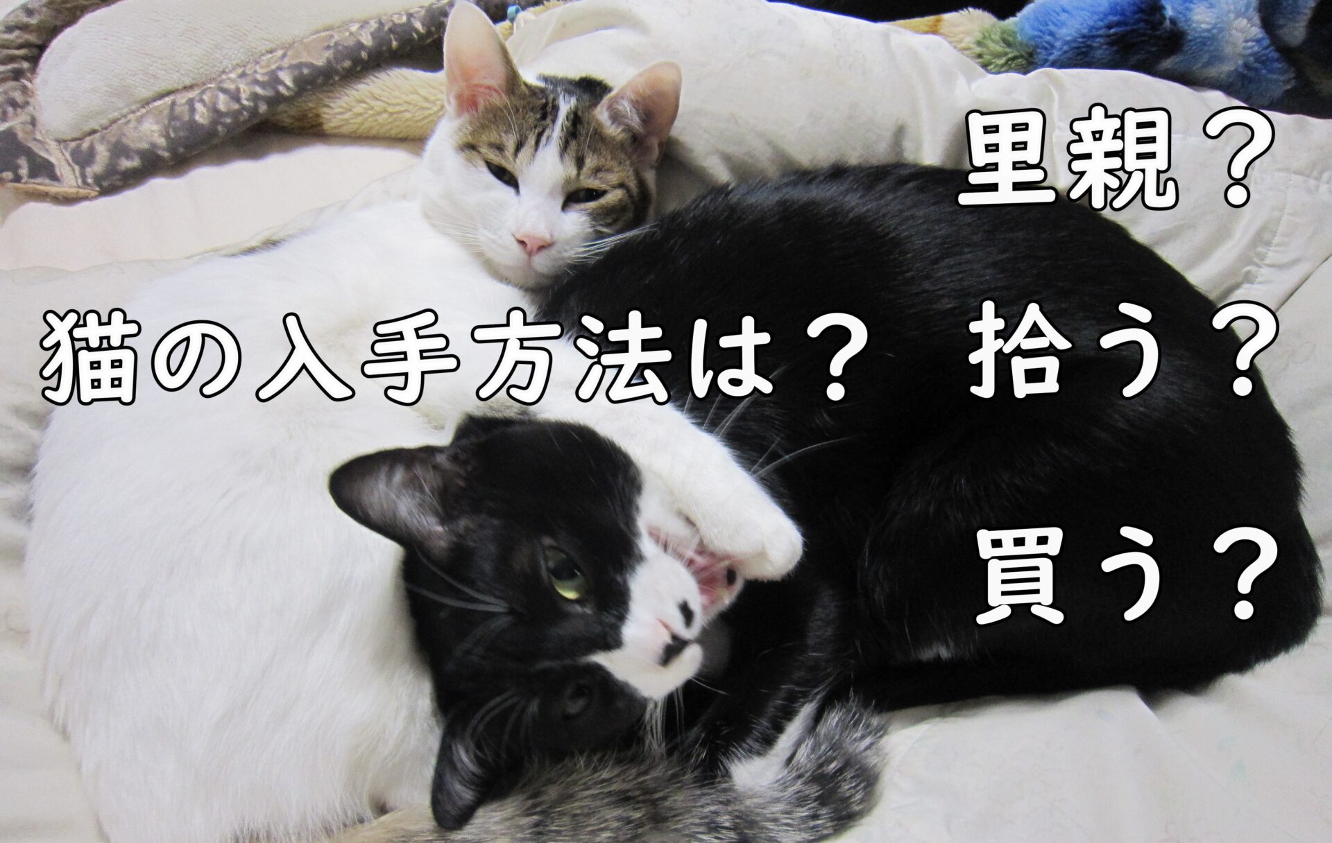 「猫の入手方法は？ 里親？拾う？買う？」のアイキャッチ画像