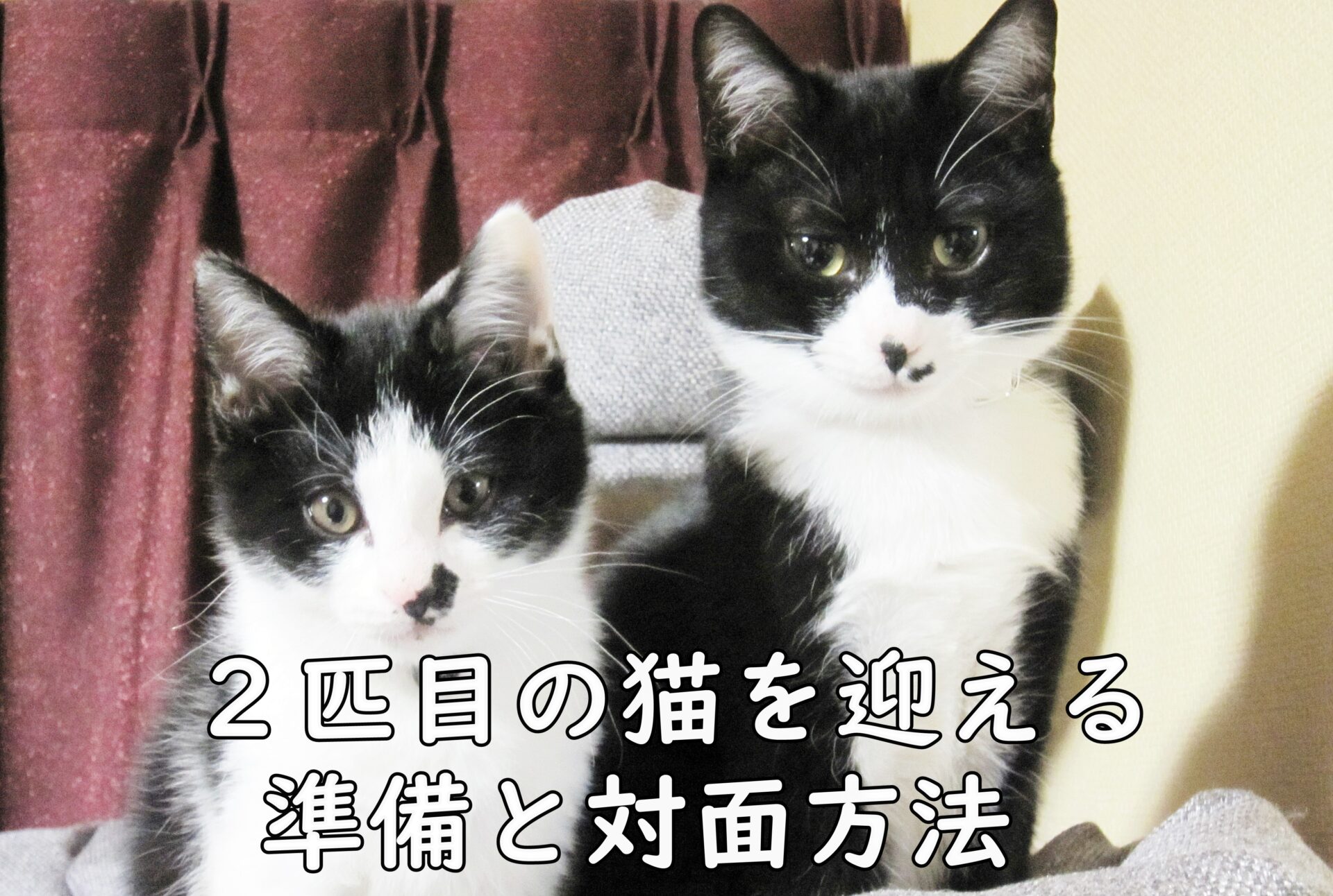 「２匹目の猫を迎える準備と対面方法」のアイキャッチ画像